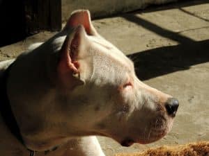 dogo argentino